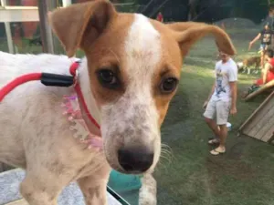 Cachorro raça Vira lata idade 2 a 6 meses nome Shopia
