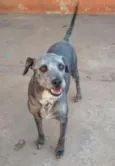 Samba