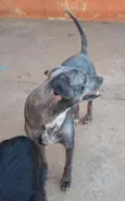 Samba
