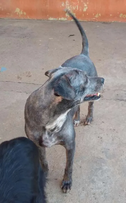 Cachorro ra a SRD idade 4 anos nome Samba