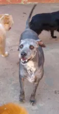 Samba