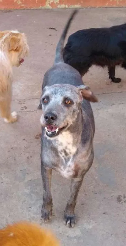 Cachorro ra a SRD idade 4 anos nome Samba