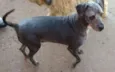 Samba