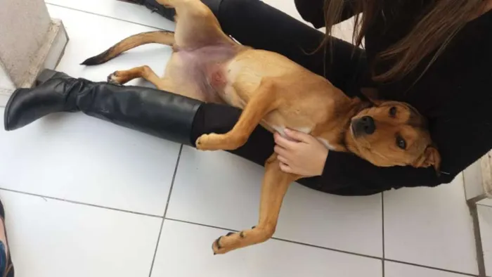 Cachorro ra a Sem raça definida idade 7 a 11 meses nome Chica