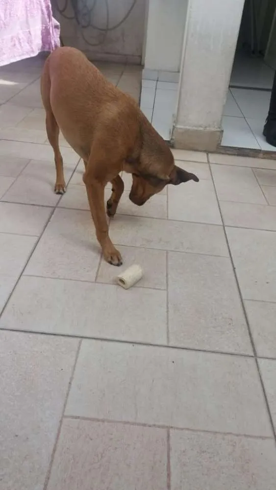 Cachorro ra a Sem raça definida idade 7 a 11 meses nome Chica