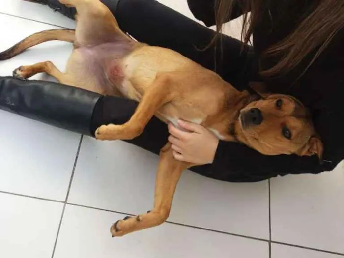 Cachorro ra a Sem raça definida idade 7 a 11 meses nome Chica