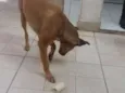 Chica
