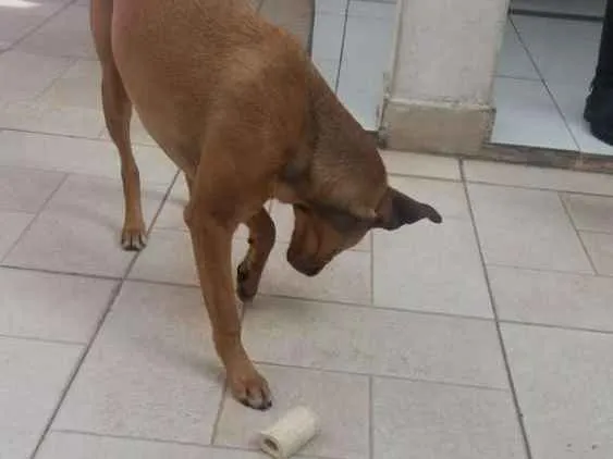 Cachorro ra a Sem raça definida idade 7 a 11 meses nome Chica