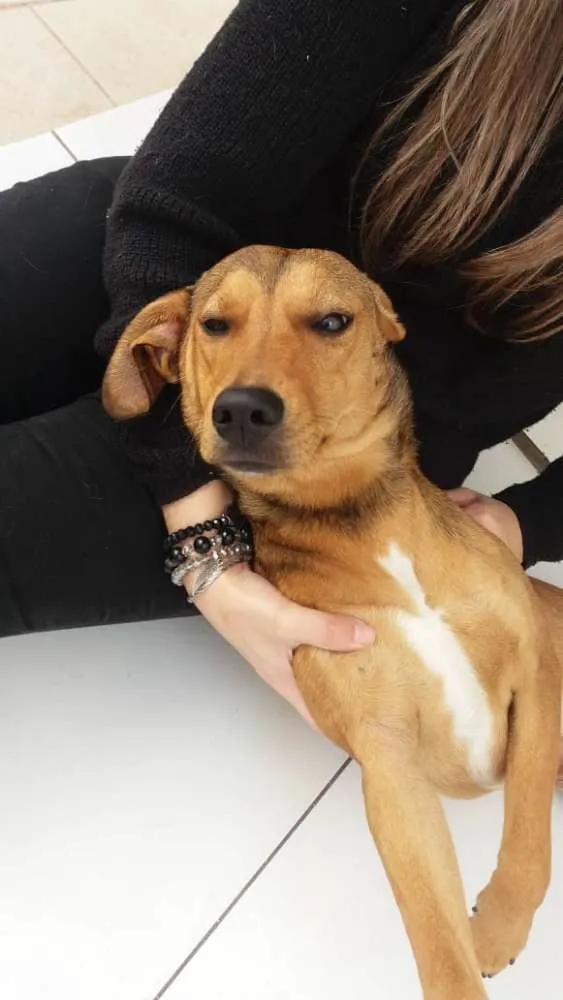 Cachorro ra a Sem raça definida idade 7 a 11 meses nome Chica