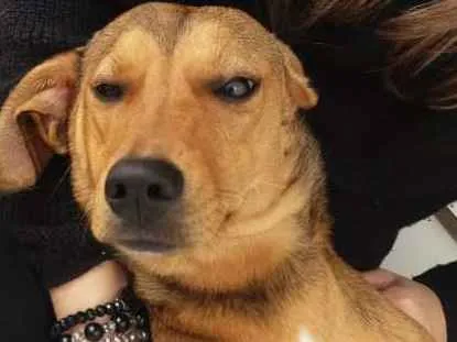 Cachorro ra a Sem raça definida idade 7 a 11 meses nome Chica