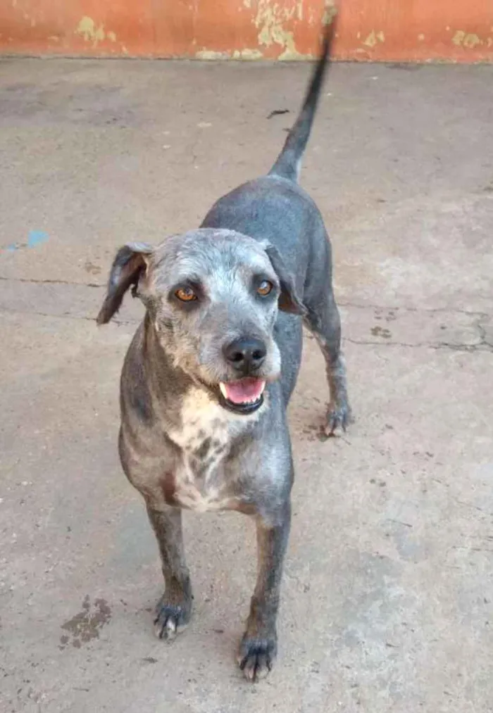 Cachorro ra a SRD idade 4 anos nome Samba