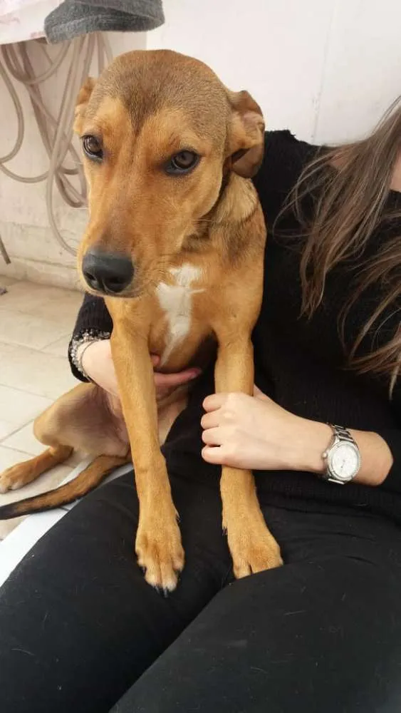 Cachorro ra a Sem raça definida idade 7 a 11 meses nome Chica