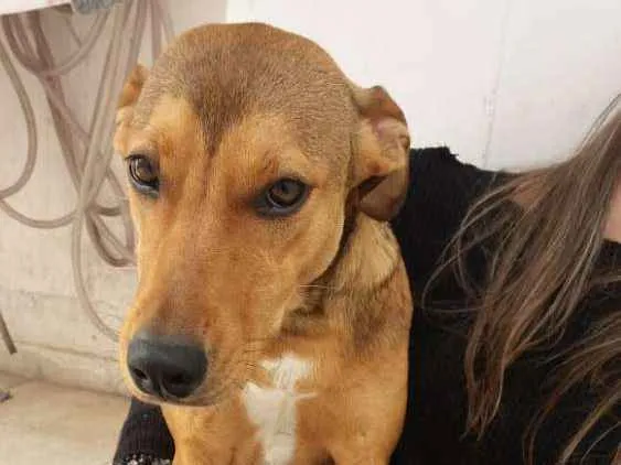 Cachorro ra a Sem raça definida idade 7 a 11 meses nome Chica