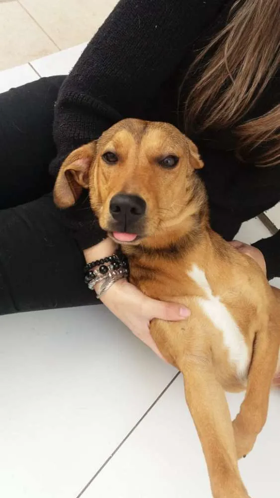 Cachorro ra a Sem raça definida idade 7 a 11 meses nome Chica