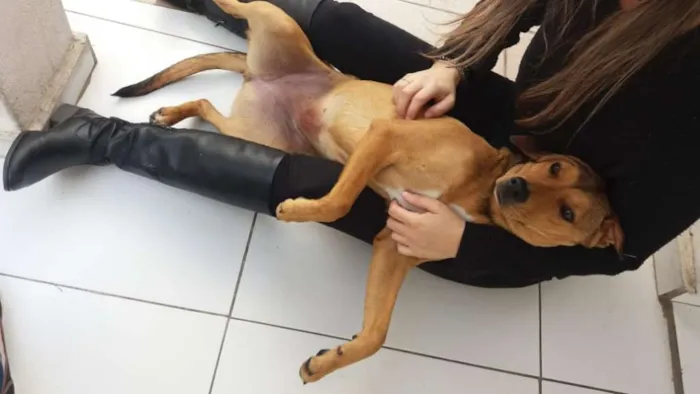 Cachorro ra a Sem raça definida idade 7 a 11 meses nome Chica