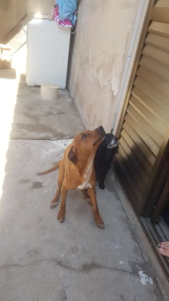 Cachorro ra a Vira-lata idade 2 anos nome Thor e nega