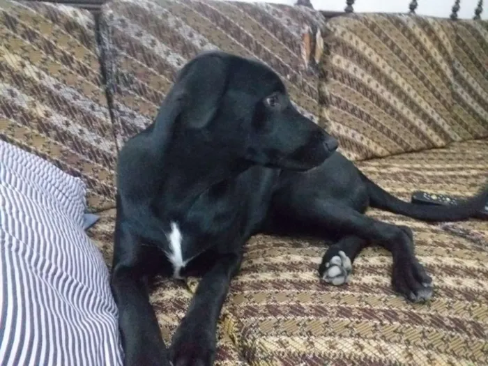 Cachorro ra a Srd idade 7 a 11 meses nome Salomé 