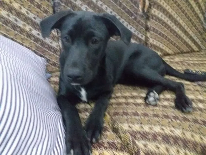 Cachorro ra a Srd idade 7 a 11 meses nome Salomé 