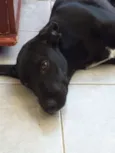 Salomé 
