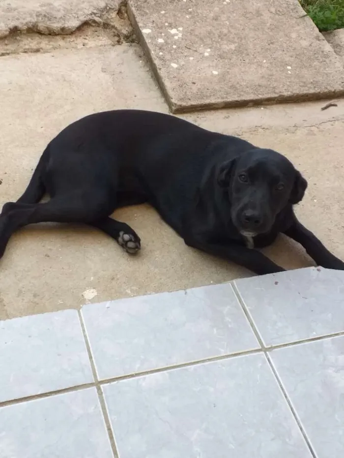 Cachorro ra a Srd idade 7 a 11 meses nome Salomé 