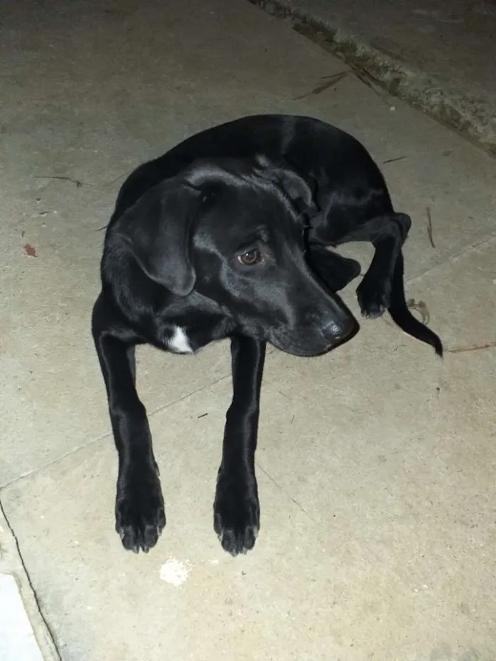 Cachorro ra a Srd idade 7 a 11 meses nome Salomé 