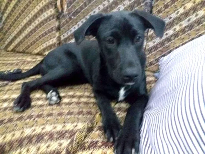 Cachorro ra a Srd idade 7 a 11 meses nome Salomé 