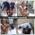 Filhotes