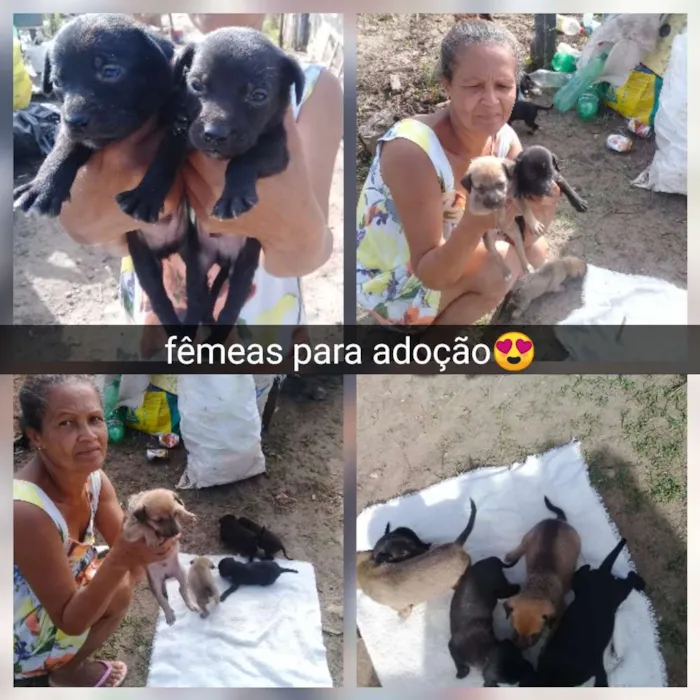 Cachorro raça Srd idade Abaixo de 2 meses nome Filhotes