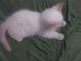 Pirulito