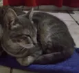 Rosita