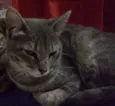 Rosita
