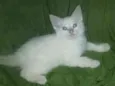 Pirulito