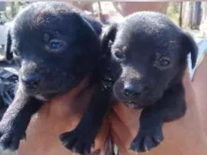 Cachorro raça Srd idade Abaixo de 2 meses nome Filhotes