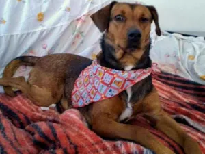 Cachorro raça SRD idade 2 anos nome Mel ( Especial )