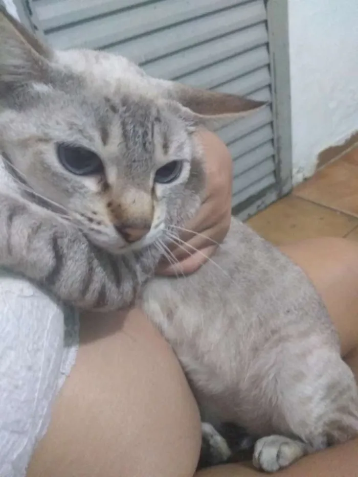 Gato ra a Ragdoll idade 1 ano nome Nina