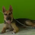 Lupy