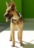 Lupy