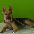 Lupy