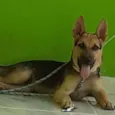 Lupy