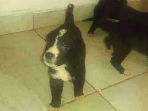 Cachorro raça Vira lata idade Abaixo de 2 meses nome Sem nome 