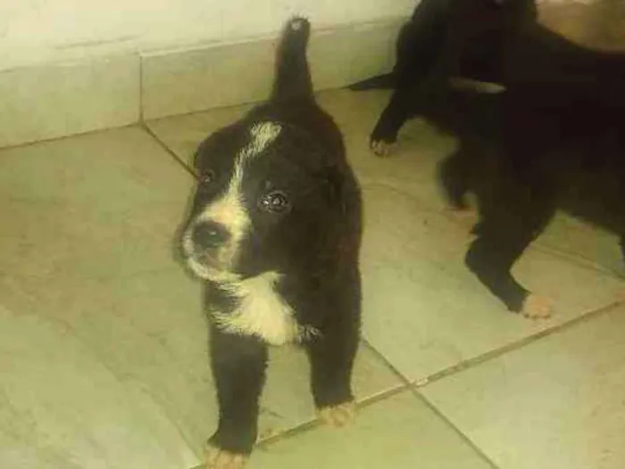 Cachorro ra a Vira lata idade Abaixo de 2 meses nome Sem nome 