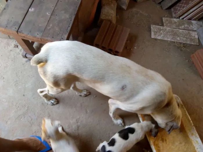 Cachorro raça Vira lata idade 2 a 6 meses nome Nenhum