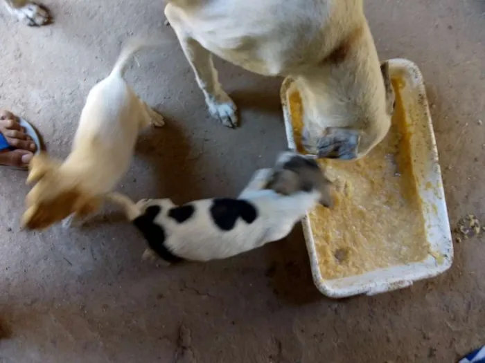 Cachorro raça Vira lata idade 2 a 6 meses nome Nenhum