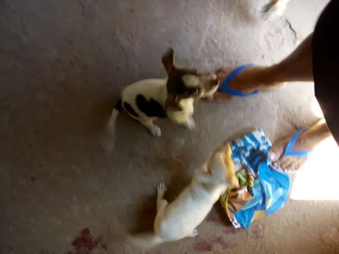 Cachorro raça Vira lata idade 2 a 6 meses nome Nenhum