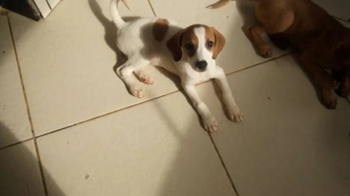 Cachorro raça Viralanta idade 2 a 6 meses nome Não tem nome 