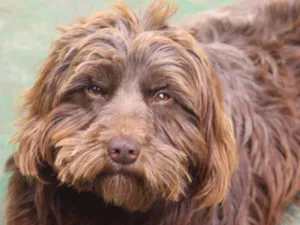 Cachorro raça  idade 2 anos nome Mel Pequena 