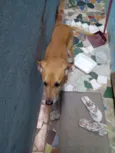 Dodó