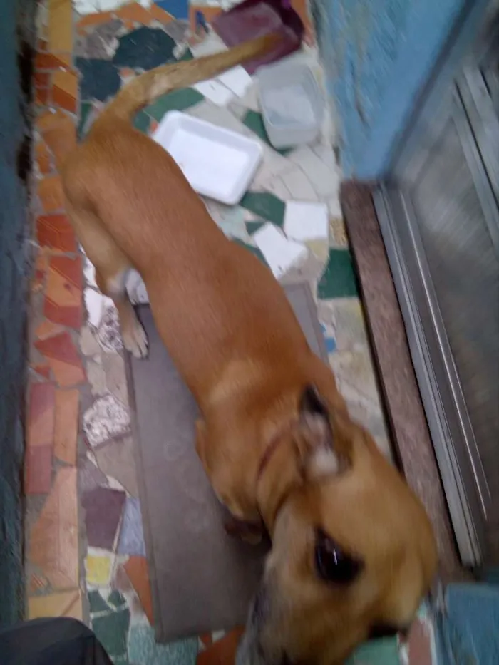 Cachorro ra a Vira lata idade 4 anos nome Dodó