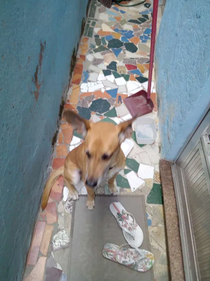 Cachorro ra a Vira lata idade 4 anos nome Dodó