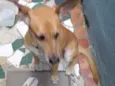 Dodó